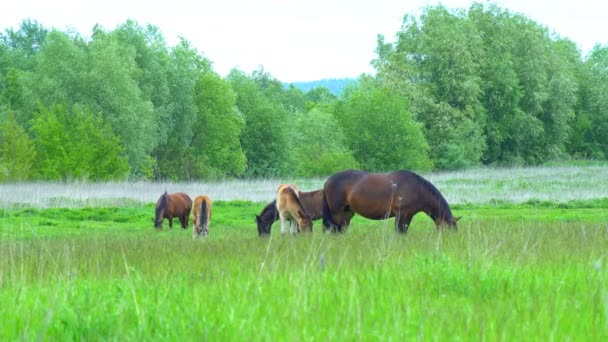 Atlar Çayırda Otluyor Güzel Safkan Atlar Çimenlik Çimen Otlatırlar Pitoresk — Stok video
