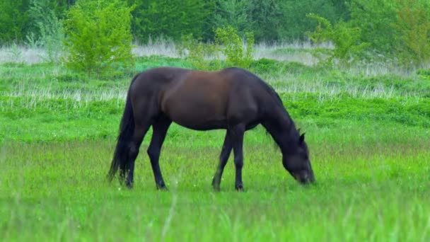 牧草地で馬の放牧 美しいサラブレッドの馬は 絵のように美しい春の牧草地で草を放牧 — ストック動画
