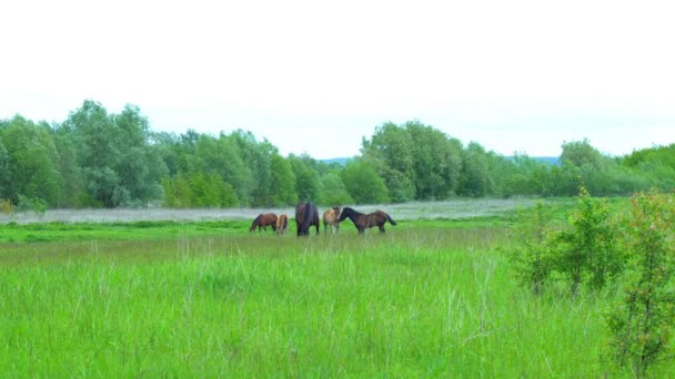 Les Chevaux Paissent Dans Prairie Beaux Chevaux Pur Sang Paissent — Video