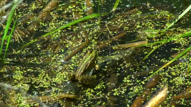 Kurbağa Bataklıkta Oturuyor Bir Yaz Günü Bir Gölün Dalgalı Sularında — Stok video