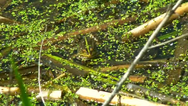 青蛙坐在沼泽地里 夏天的一天 看到一只沼泽青蛙在湖水里歇息 — 图库视频影像
