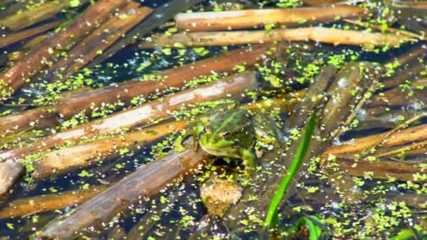 Grenouille Assise Dans Marais Vue Sur Une Grenouille Des Marais — Video