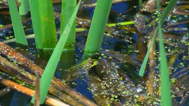 Kikker Zit Een Moeras Uitzicht Een Moeraskikker Rustend Het Golvende — Stockvideo