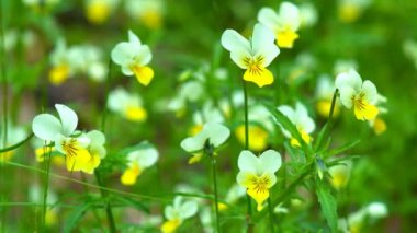 Vahşi ormanın çiçekleri bahar çayırlarında açan menekşe rengi.