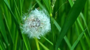 Çiçeğin üzerinde oturan böcekler. Sarı bir selandin çiçeğinin üzerinde oturan siyah bir böcek nektar yer. Hardalın içindeki pireli böceğin Macro Shot 'u ya da kolza çekirdeği sarı çiçekleri..