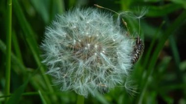 Çiçeğin üzerinde oturan böcekler. Sarı bir selandin çiçeğinin üzerinde oturan siyah bir böcek nektar yer. Hardalın içindeki pireli böceğin Macro Shot 'u ya da kolza çekirdeği sarı çiçekleri..
