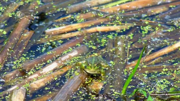 Frog Sitting Swamp View Marsh Frog Resting Waving Water Lake — Stock Video