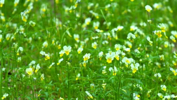 Nahaufnahme Blume Des Wilden Waldes Veilchen Blüht Frühlingswiese — Stockvideo