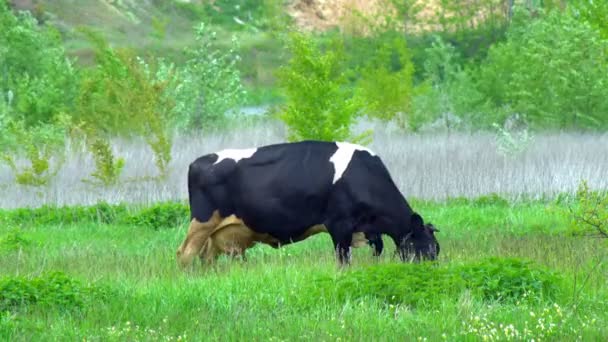 Many white, black and brown animals graze on the field, cows lowered their heads eat green grass, beautiful nature, flying little birds, summer, Sunny day, slow motion, wide angle — Stock Footage Many White Black Brown Animals Graze Field Cows Lowered Heads Royalty Free Stock Footage