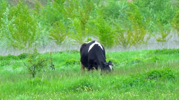 Muitos Animais Brancos Pretos Marrons Pastam Campo Vacas Abaixaram Suas — Vídeo de Stock
