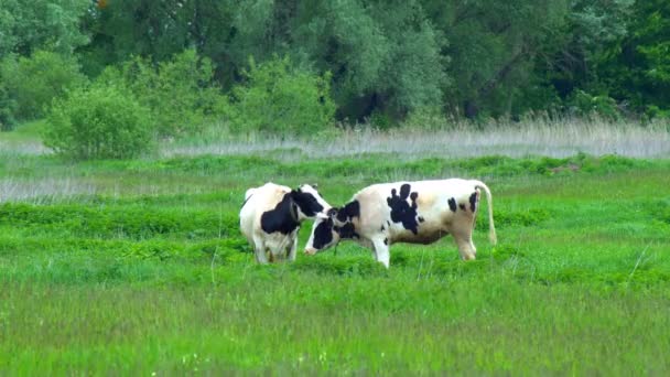 de nombreux animaux blancs, noirs et bruns paissent sur le champ, les vaches abaissées la tête mangent de l'herbe verte, belle nature, petits oiseaux volants, été, journée ensoleillée, ralenti, grand angle 