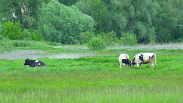 Many White Black Brown Animals Graze Field Cows Lowered Heads — Stock Video