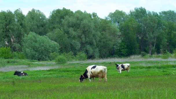 Muitos Animais Brancos Pretos Marrons Pastam Campo Vacas Abaixaram Suas — Vídeo de Stock