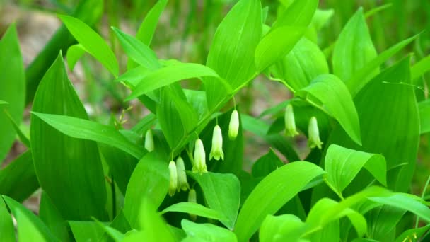 Kvetoucí Lilie Údolí Houpaly Mírném Vánku Venku Letní Zahradě Neobvyklé — Stock video