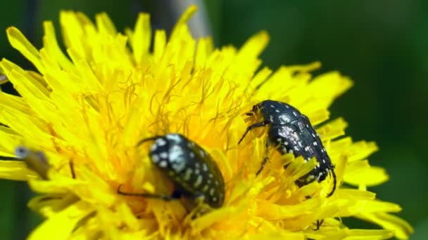 Kevers Zitten Een Bloem Een Zwarte Kever Zittend Een Gele — Stockvideo