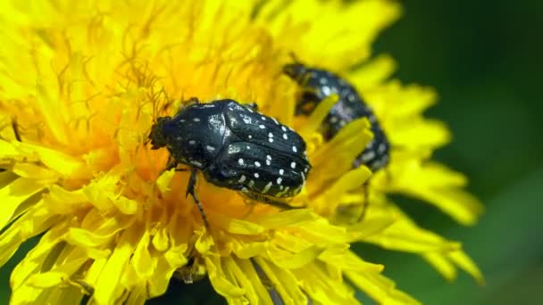 Kevers Zitten Een Bloem Een Zwarte Kever Zittend Een Gele — Stockvideo