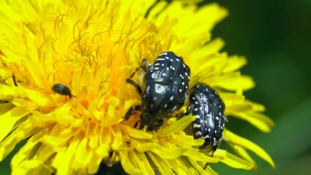 Kevers Zitten Een Bloem Een Zwarte Kever Zittend Een Gele — Stockvideo