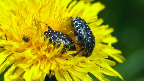 Escarabajos Sentados Una Flor Escarabajo Negro Sentado Una Flor Celidonia — Vídeos de Stock