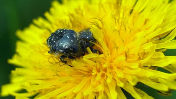 Kevers Zitten Een Bloem Een Zwarte Kever Zittend Een Gele — Stockvideo