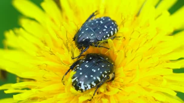 Käfer Sitzen Auf Einer Blume Ein Schwarzer Käfer Der Auf — Stockvideo