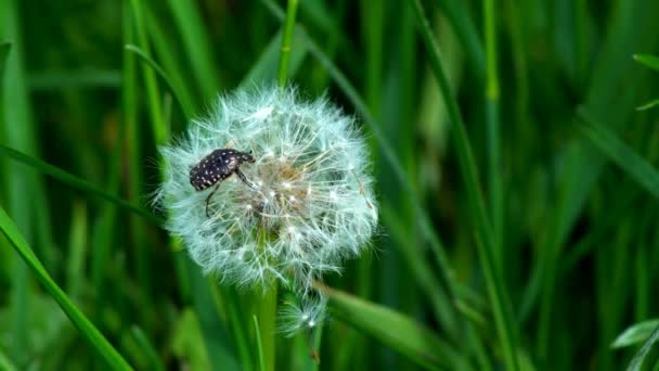 Escarabajos Sentados Una Flor Escarabajo Negro Sentado Una Flor Celidonia — Vídeos de Stock