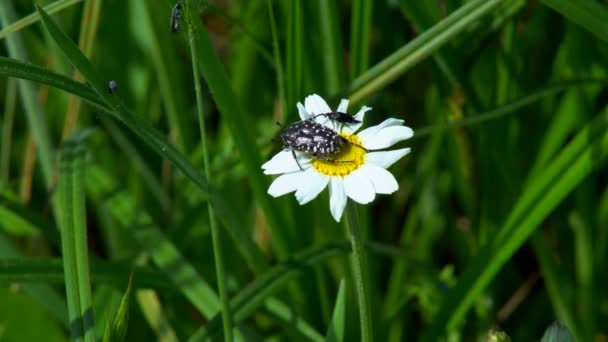 Kevers Zitten Een Bloem Een Zwarte Kever Zittend Een Gele — Stockvideo