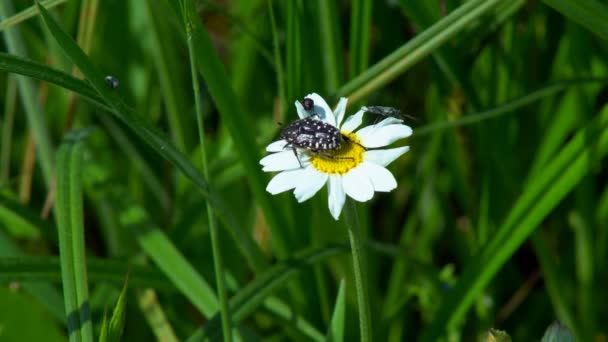 Skalbaggar Som Sitter Blomma Svart Skalbagge Som Sitter Gul Svanblomma — Stockvideo