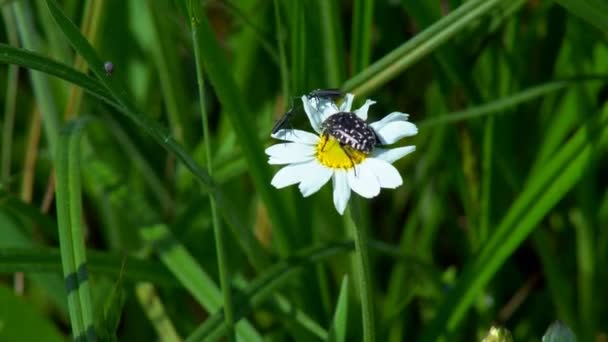 Beetles Sitting Flower Black Beetle Sitting Yellow Celandine Flower Eats — Stock Video