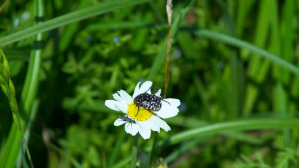 Kevers Zitten Een Bloem Een Zwarte Kever Zittend Een Gele — Stockvideo