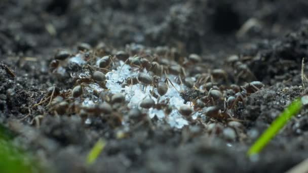 Extreme Close Των Μαύρων Μυρμηγκιών Τρώει Ψίχουλα Ζάχαρης Στο Σπίτι — Αρχείο Βίντεο