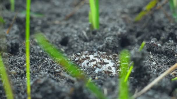 Extremo Primer Plano Hormigas Negras Comiendo Migas Azúcar Casa Macro — Vídeo de stock