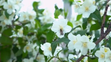 Yasemin çiçekleri arasında güzel bir ağaç dalının dalları. Püskürtülmüş beyaz çiçek. 4K 'da doğal gün ışığıyla çekilmiş bir çekim.