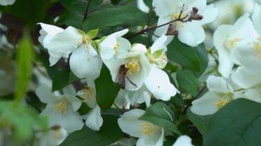 Yasemin çiçekleri arasında güzel bir ağaç dalının dalları. Püskürtülmüş beyaz çiçek. 4K 'da doğal gün ışığıyla çekilmiş bir çekim.