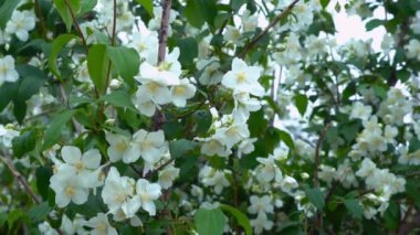 Yasemin çiçekleri arasında güzel bir ağaç dalının dalları. Püskürtülmüş beyaz çiçek. 4K 'da doğal gün ışığıyla çekilmiş bir çekim.
