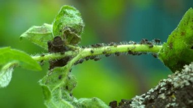 Böceklerden oluşan bir bitki kolonisinde yaprak biti böceği. Bir karınca kolonisi yaprak bitlerini yakın planda yetiştiriyor - 4K video. Böcek böceklerinin makro 'su - bitkiler, sebze sinekleri, bitkilerden siyah sinek suyu.