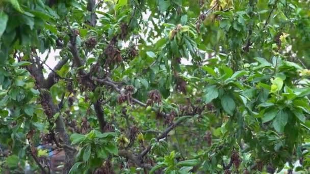 果树叶子的颈状体 蚜虫入侵后果树的枯叶组织 — 图库视频影像