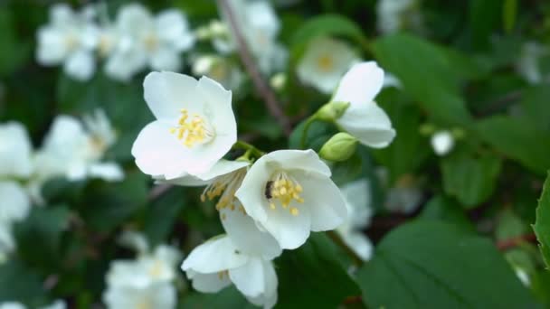 Гілка Красивого Куща Дерев Під Час Цвітіння Жасмину Біла Квітка — стокове відео