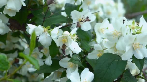 Branch Beautiful Tree Bush Flowering Jasmine White Flower Spraying Footage — Stock Video