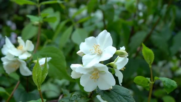 Gałąź Pięknego Krzewu Drzew Podczas Kwitnienia Jaśminu Biały Kwiat Spryskiwaniem — Wideo stockowe