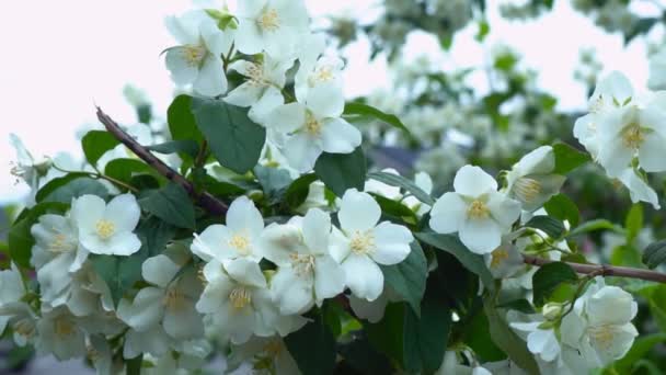 ジャスミンの開花中の美しい木の茂みの枝 スプレーで白い花 自然光と4Kで撮影された映像 — ストック動画