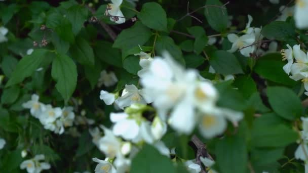 Zweig Eines Schönen Baumbusches Während Der Jasminblüte Weiße Blume Mit — Stockvideo