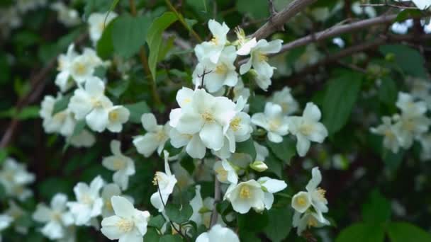 Zweig Eines Schönen Baumbusches Während Der Jasminblüte Weiße Blume Mit — Stockvideo