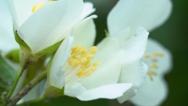 Ramo Arbusto Árvore Bonita Durante Floração Jasmim Flor Branca Com — Vídeo de Stock