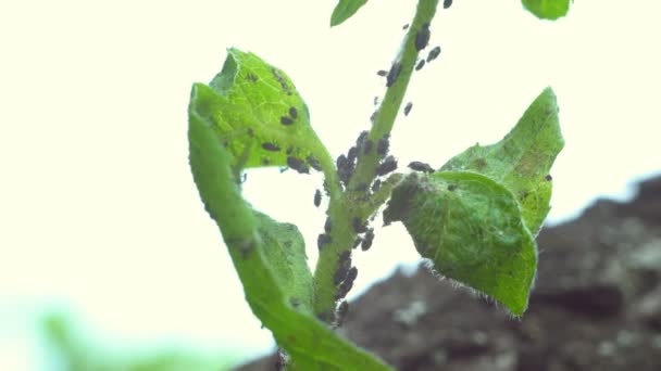 害虫の植物大規模なコロニー上のアブラムシ昆虫 クローズアップでアリの養殖アブラムシのコロニー 4Kビデオ 害虫のマクロ 植物のライス 野菜フライ 植物からの黒フライ白ジュース — ストック動画