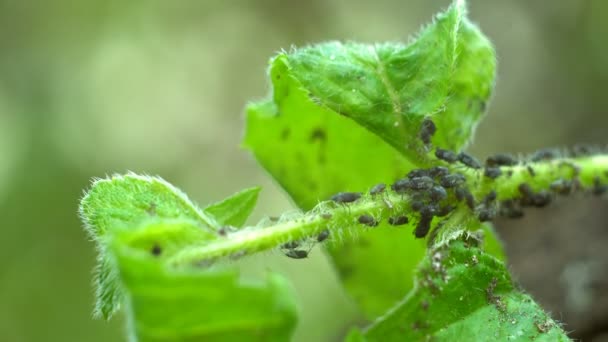 Insecte Puceron Sur Une Plante Grande Colonie Insectes Nuisibles Une — Video