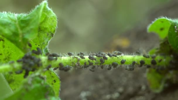 Aphid Serangga Pada Tanaman Besar Koloni Hama Serangga Sebuah Koloni — Stok Video