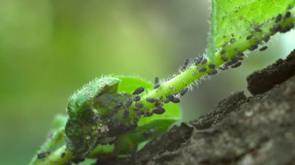 蚜虫在植物上寄生着大量的昆虫害虫 在4K Video的特写镜头下 一群蚂蚁在养蚜虫 昆虫的宏观调控 植物虱子 蔬菜类苍蝇 植物中的黑蝇蛋白汁 — 图库视频影像