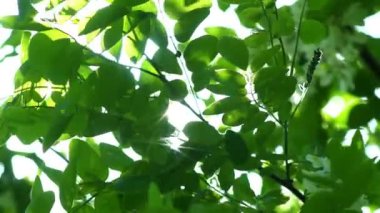 Yaprakların arasından güneş ışığı geçiyor. Güneş ışınları ağaçların yeşil yapraklarının arasından geçer. Yeşil yapraklı canlı doku ve kırılan güneş ışınları.