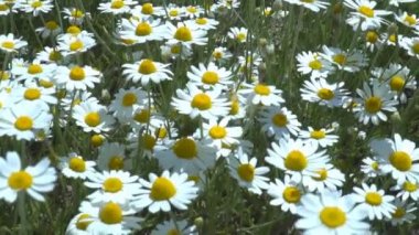 Tarlada papatyalar, güneşli bir yaz gününde papatya çiçekleriyle dolu geniş bir tarla.