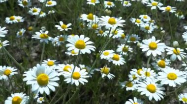 Tarlada papatyalar, güneşli bir yaz gününde papatya çiçekleriyle dolu geniş bir tarla.